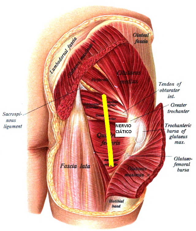 Anatomía Síndrome Piramidal y relación con nervio Ciático