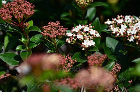 Meine Grune Leidenschaft Abelia Bereichert Den Herbstgarten