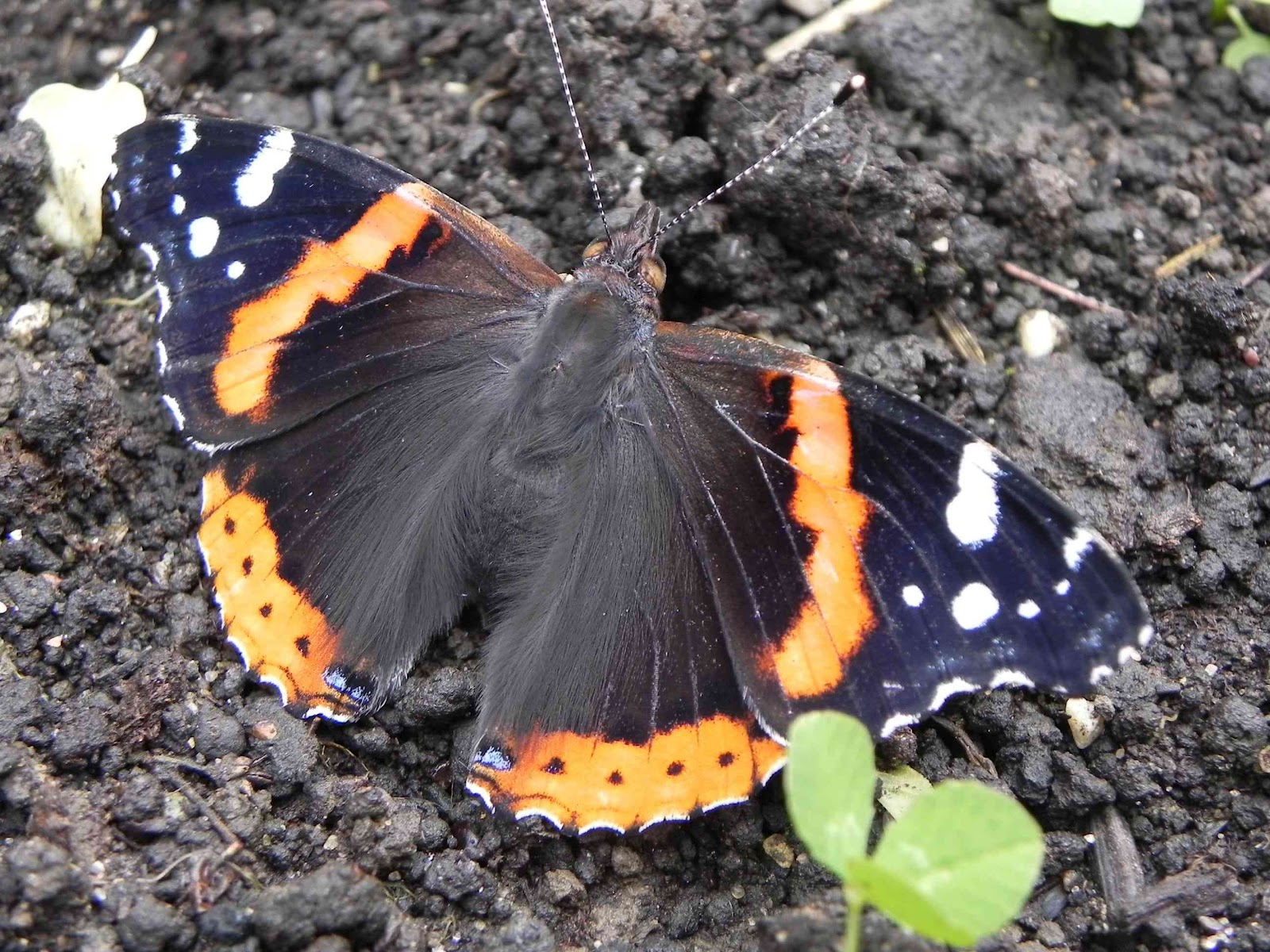 бабочка адмирал крапивница. бабочки траурница и адмирал. ). бабочка красный адмирал. как выглядит бабочка адмирал.