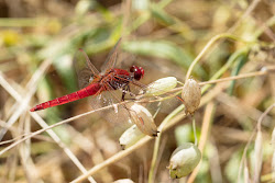 darter dragonflies managed eventually stunning bright colour