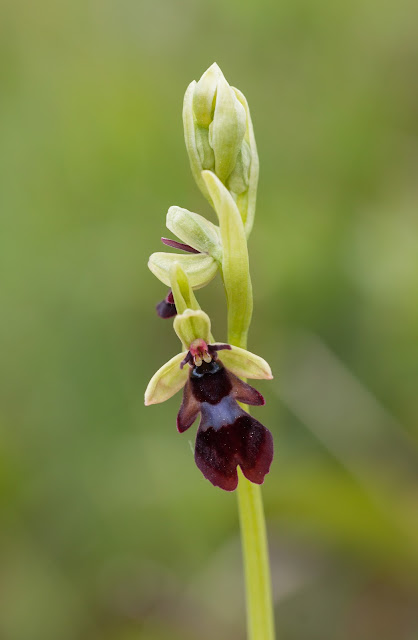 Fly Orchid - Co. Clare, Ireland