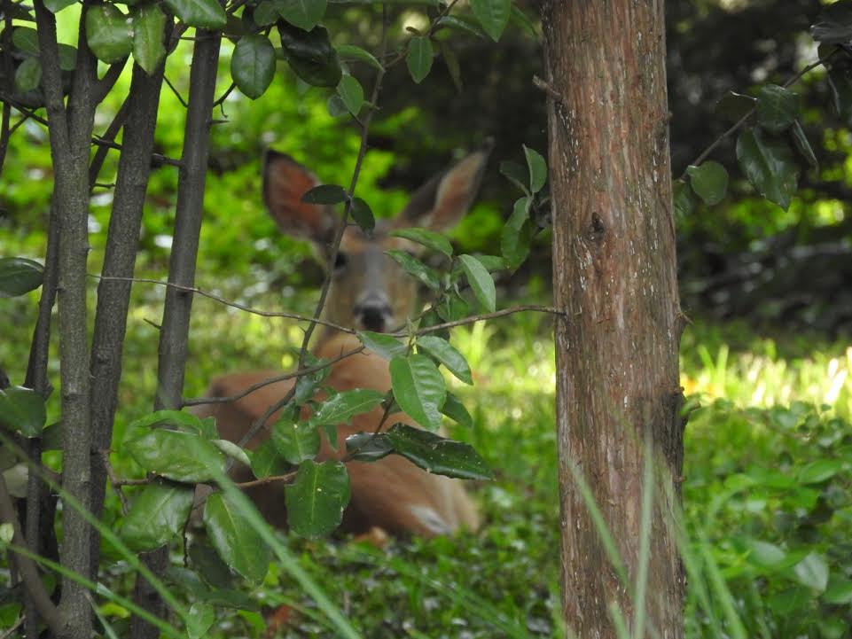 Terrierman's Daily Dose Backyard Deer Bedded Down