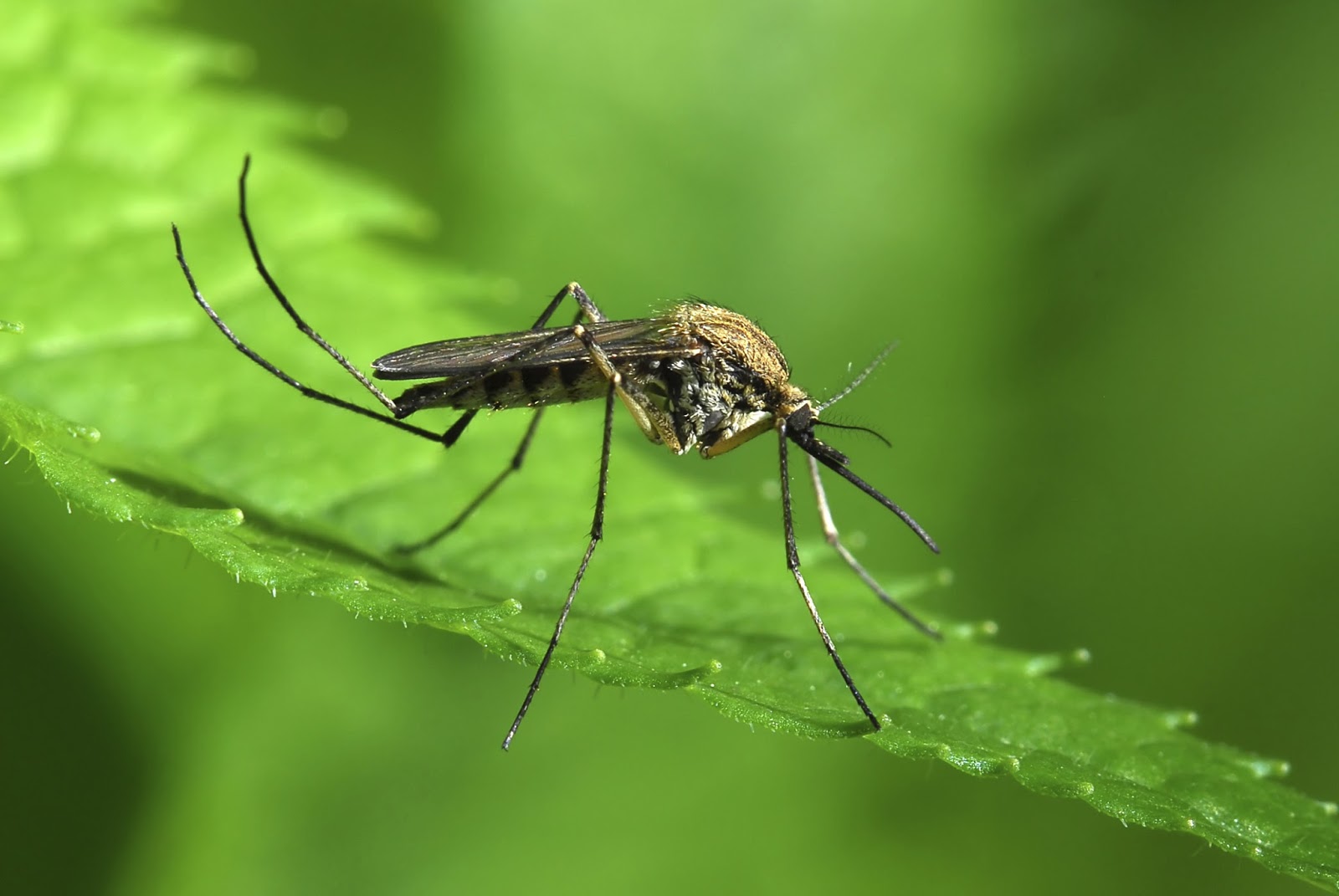 name two diseases spread by mosquitoes name two diseases spread by mosquitoes