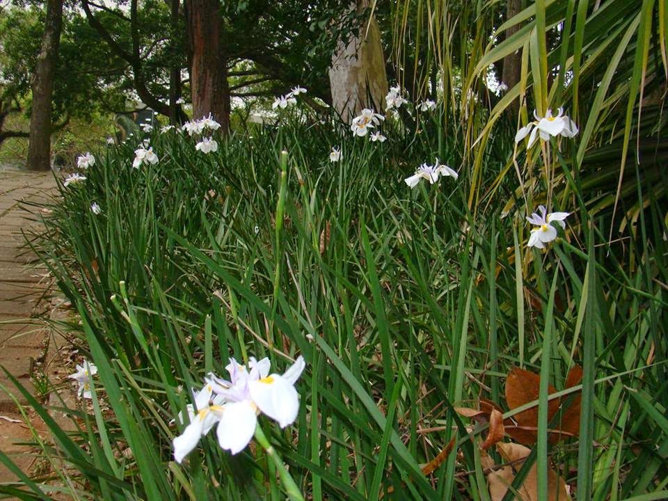 Uma flor por dia: Moréia