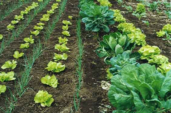 Agricultura orgânica