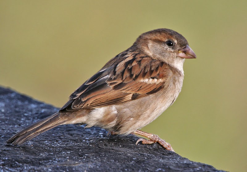 Little Sparrow 