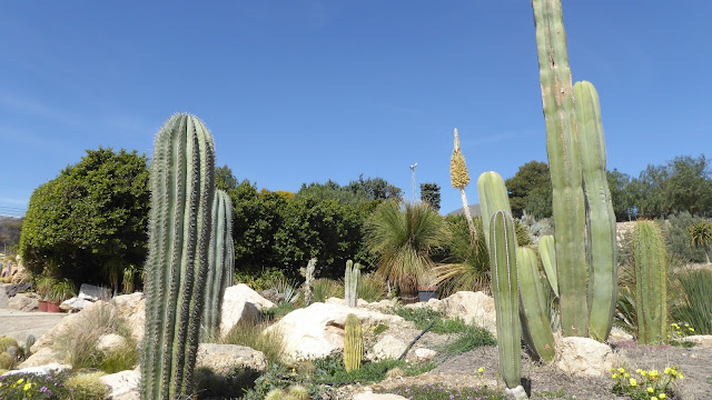 Cactus Níjar
