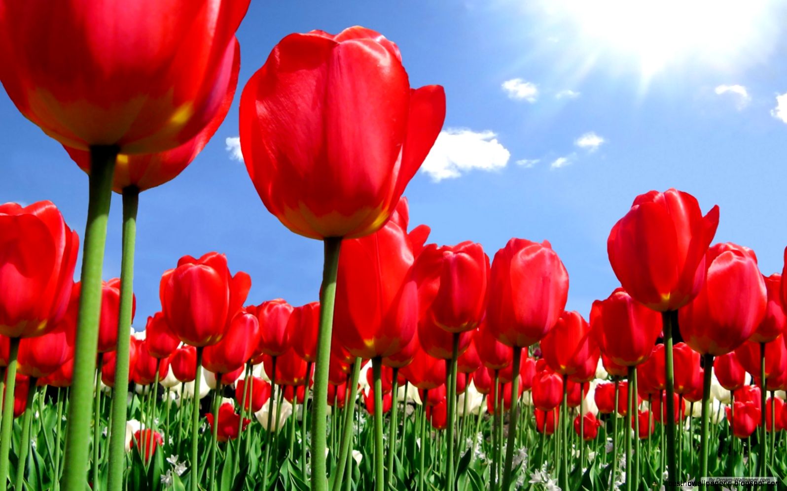 Free Wallpaper   Free Flower wallpaper   Tulip 3 wallpaper