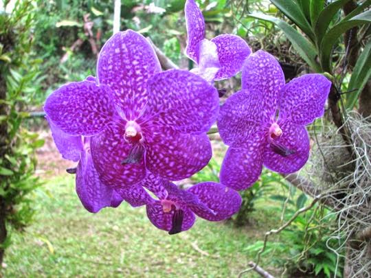 Jim & Carole's Mexico Adventure: Panamá Part 9: The Gamboa Rainforest  Resort and its Orchid Nursery and Butterfly Sanctuary