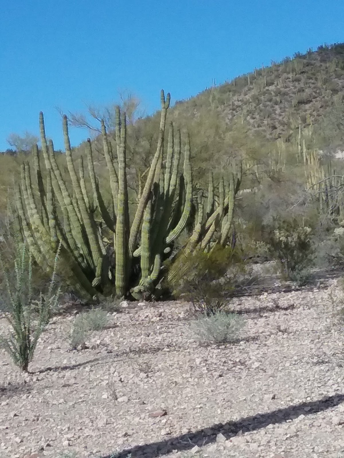 Road Runner Quick trip to Yuma & Organ Pipe Cactus National Monument.
