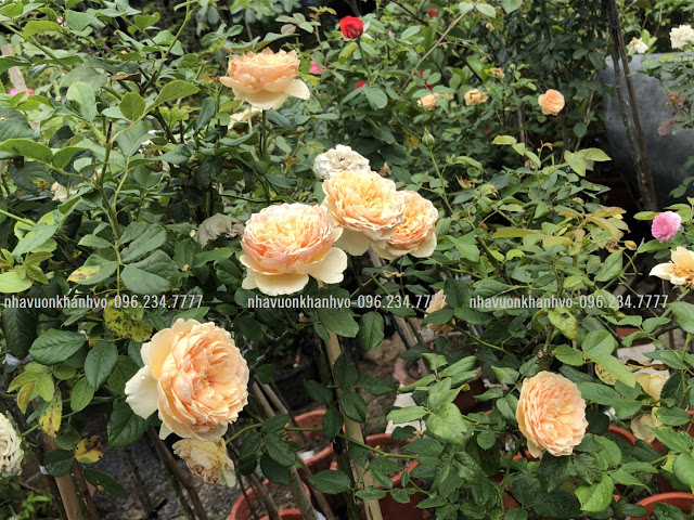 Hồng thân gỗ Tree Rose Hong-than-go-8