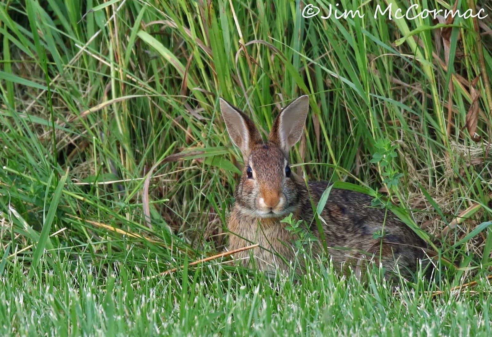 Ohio Birds and Biodiversity Teeming with rabbits