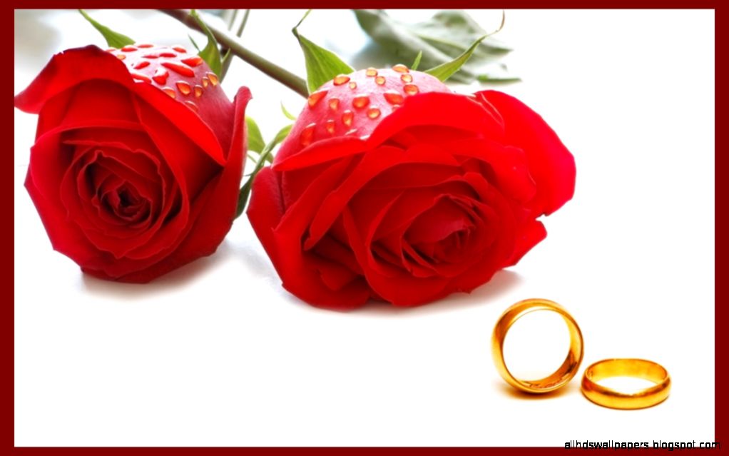 Happy Valentines Day Flower Wallpapers Images   Red Rose