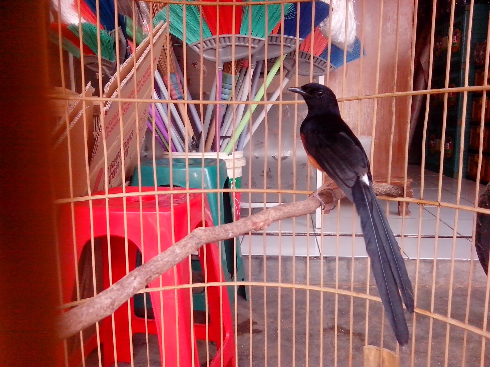 PETERNAK MURAI MEDAN (RAPTOR BF): BURSA / DIJUAL di KIOS 