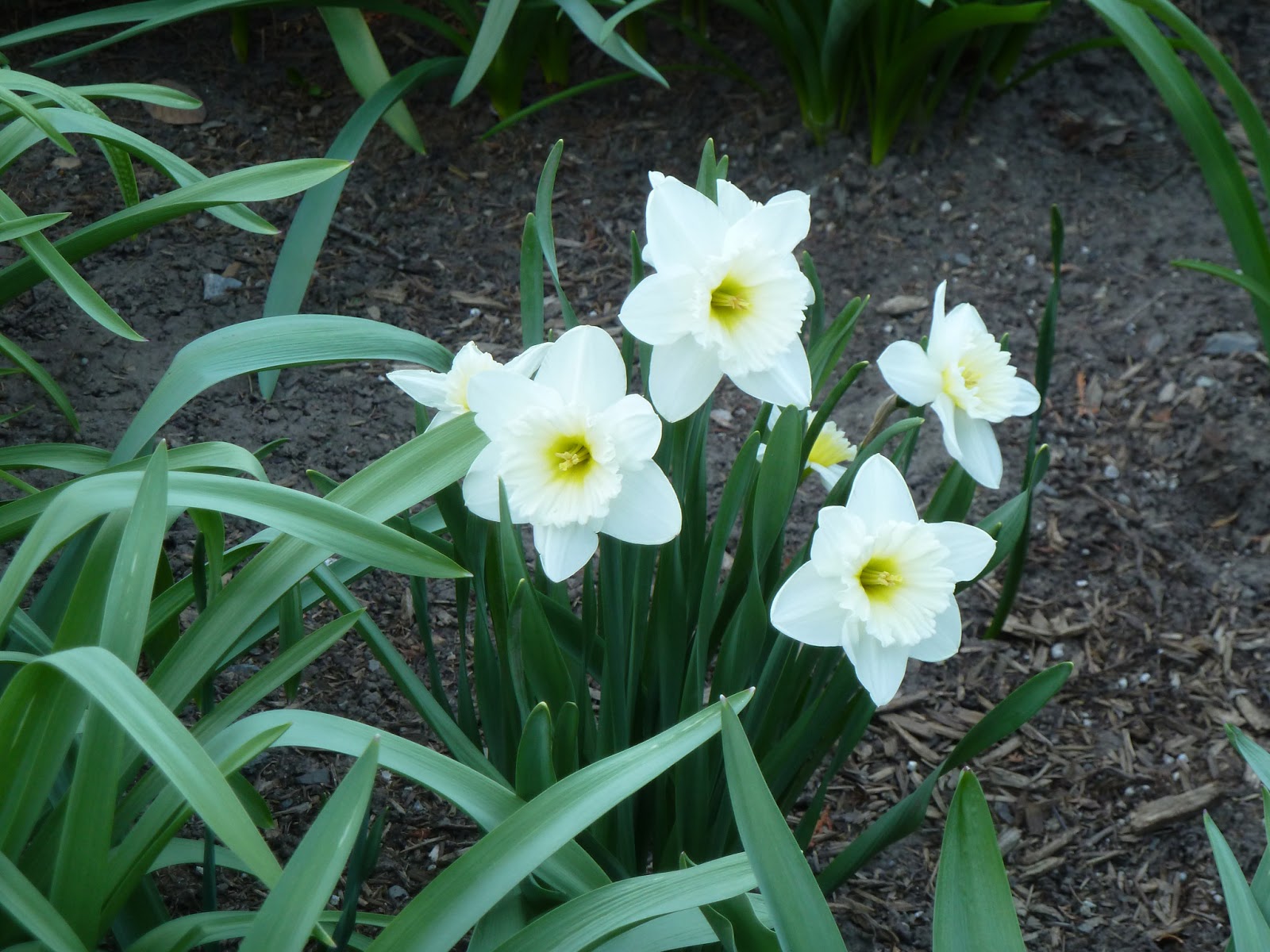 Marlene's Space Algonquin College Garden in Early May