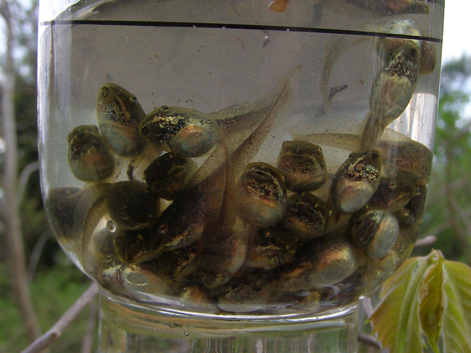 Blue Jay Barrens Tadpoles