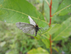 Papillon photogénique