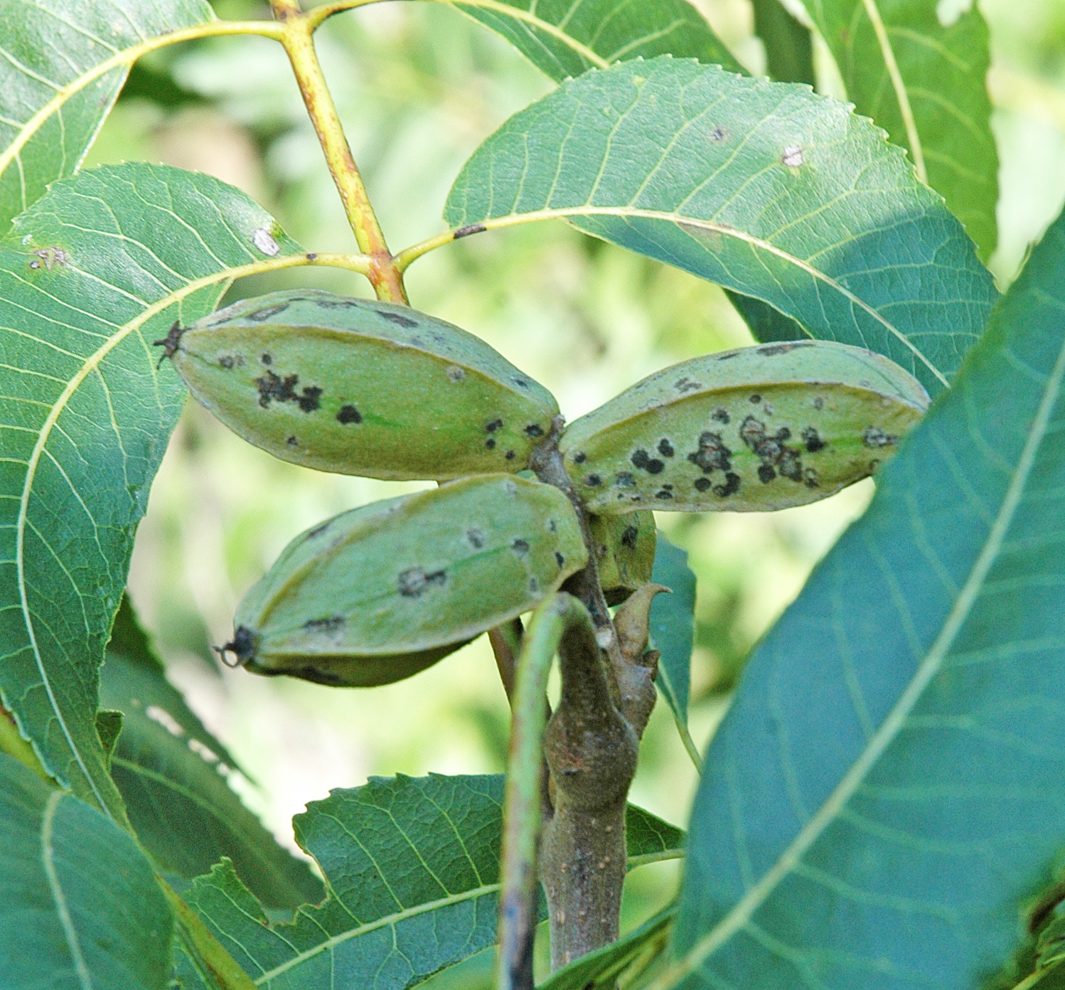 Northern Pecans Monitoring scab
