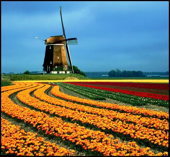 The Beauty of Nature Flower farms in the Netherlands
