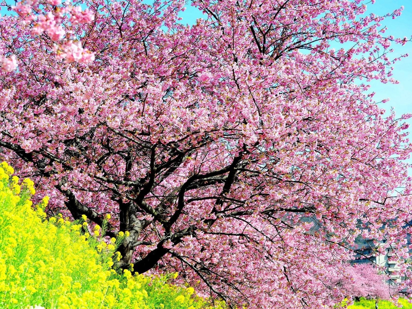 cherry_blossom_tree_spring_slope_43225_1400x1050.jpg