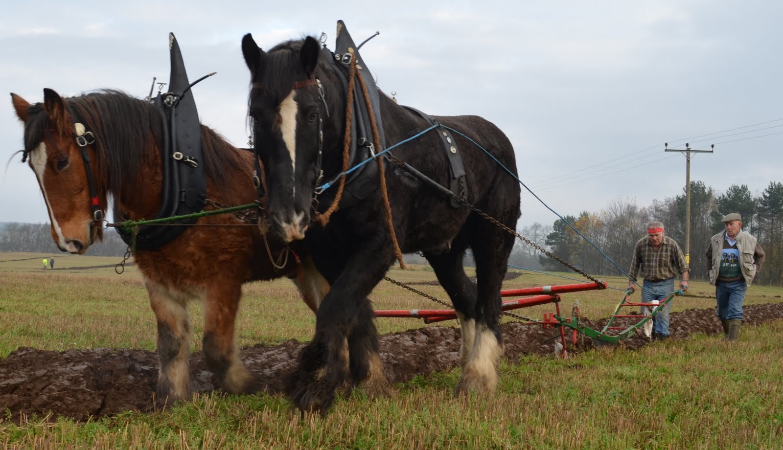 Tour Scotland Tour Scotland Photographs Clydesdale Horses Perthshire