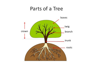 Materi 'Parts of Tree' (Bagian-Bagian Pohon) dan Soal Latihannya