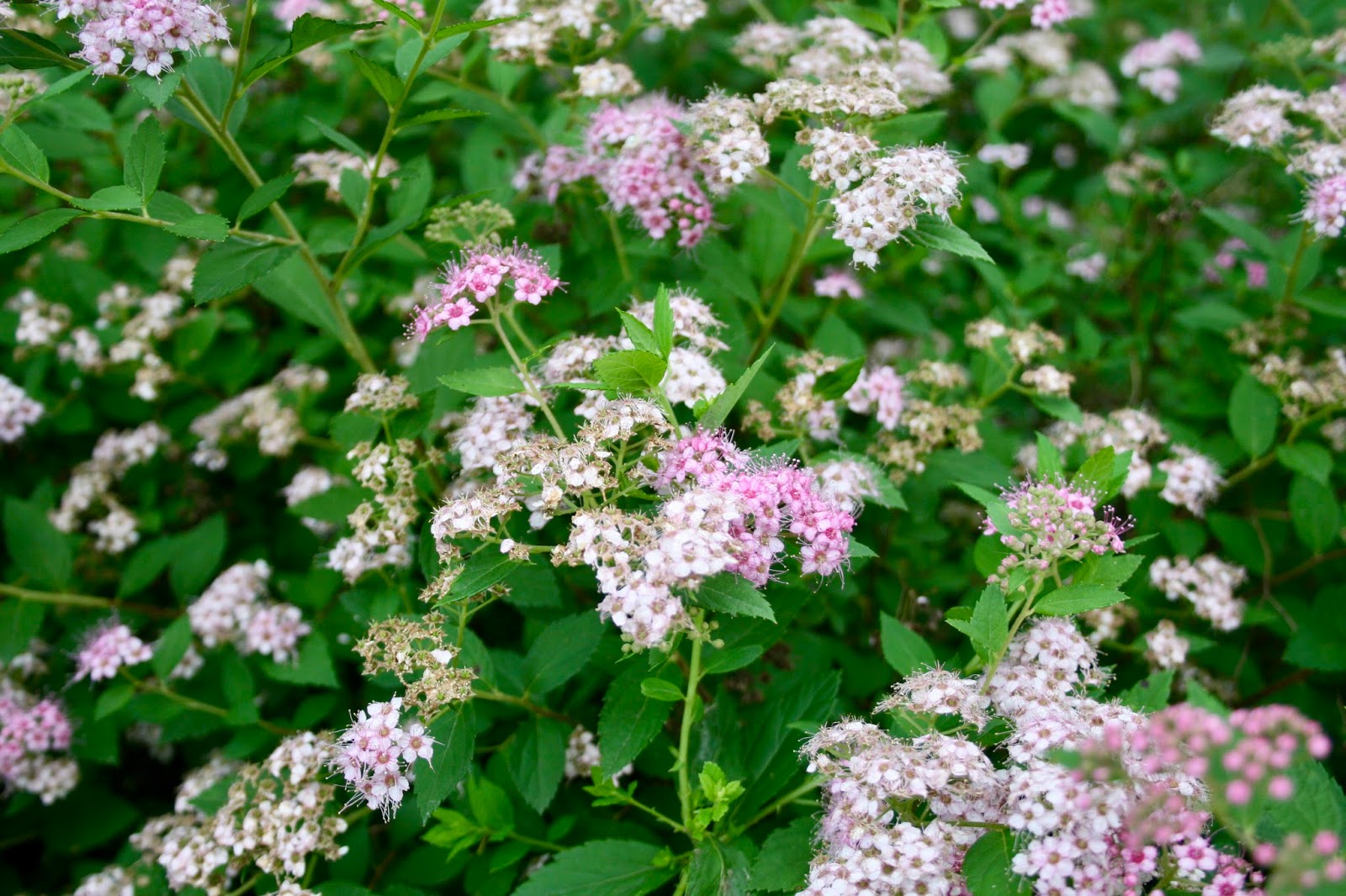 Kotkarankki December 8 Tracks In The Snow