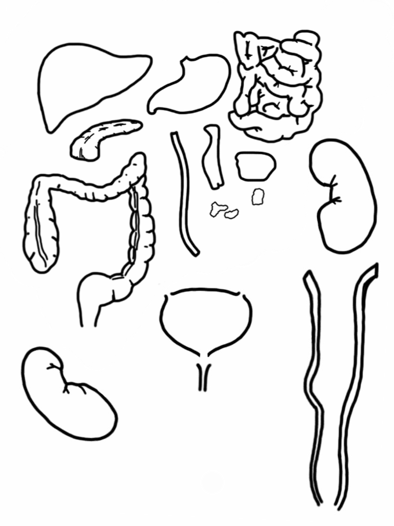 Dibujo del aparato digestivo para colorear e imprimir - Imagui