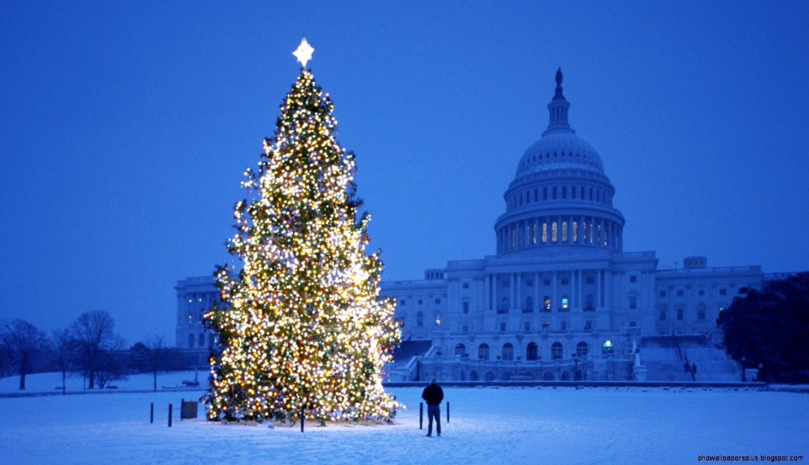 Christmas Tree Lights