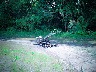 Two Wheel Hand Tractor On Muddy Rice Field In Agricultural Land At Ringdikit Village, North Bali, Indonesia