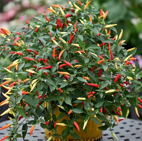 Cara Menanam Cabe Rawit Dari Biji Juru Kebun