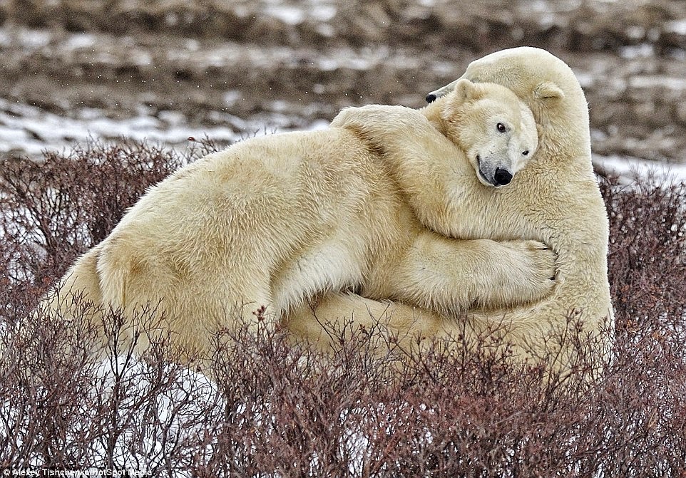 hermoso-captan-osos-polares-hermanos-dandose-un-tierno-abrazo-sobre-el-hielo%2B01.jpg