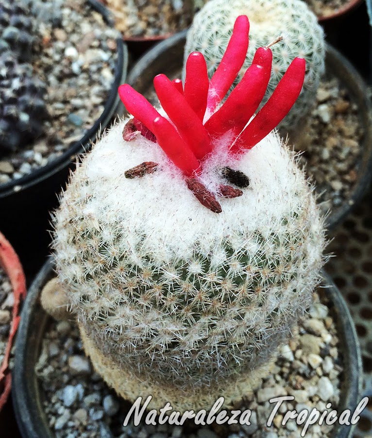 Frutos de un cactus del género Mammillaria producto de la polinización de sus flores, reproducción sexual