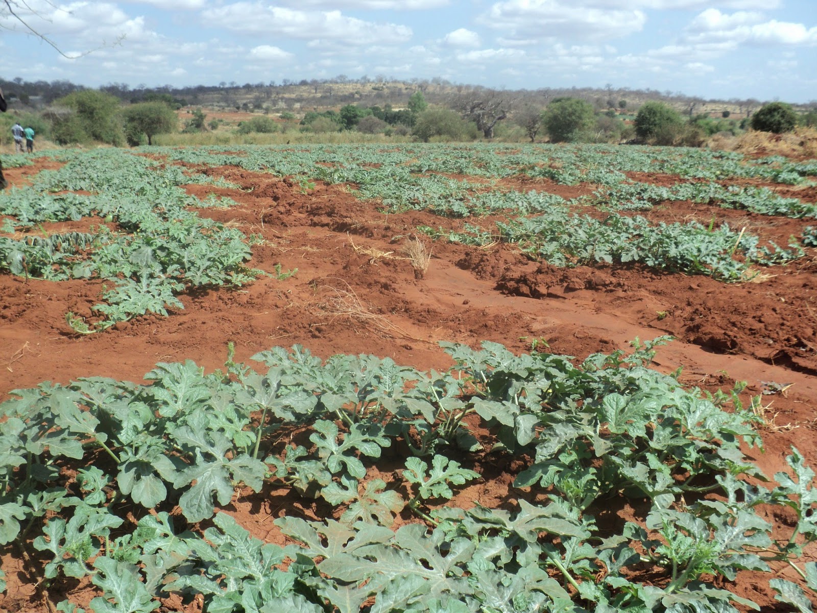 Farmvest Kenya Some insights into Watermelon farming (pictorials)