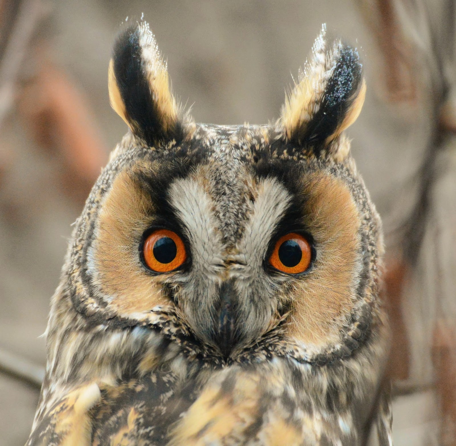 Кроличий сыч. Чем отличается сыч от совы. Отряд совы сыч. Отличие совы и филина. Сова,сова,филин ,сыч.