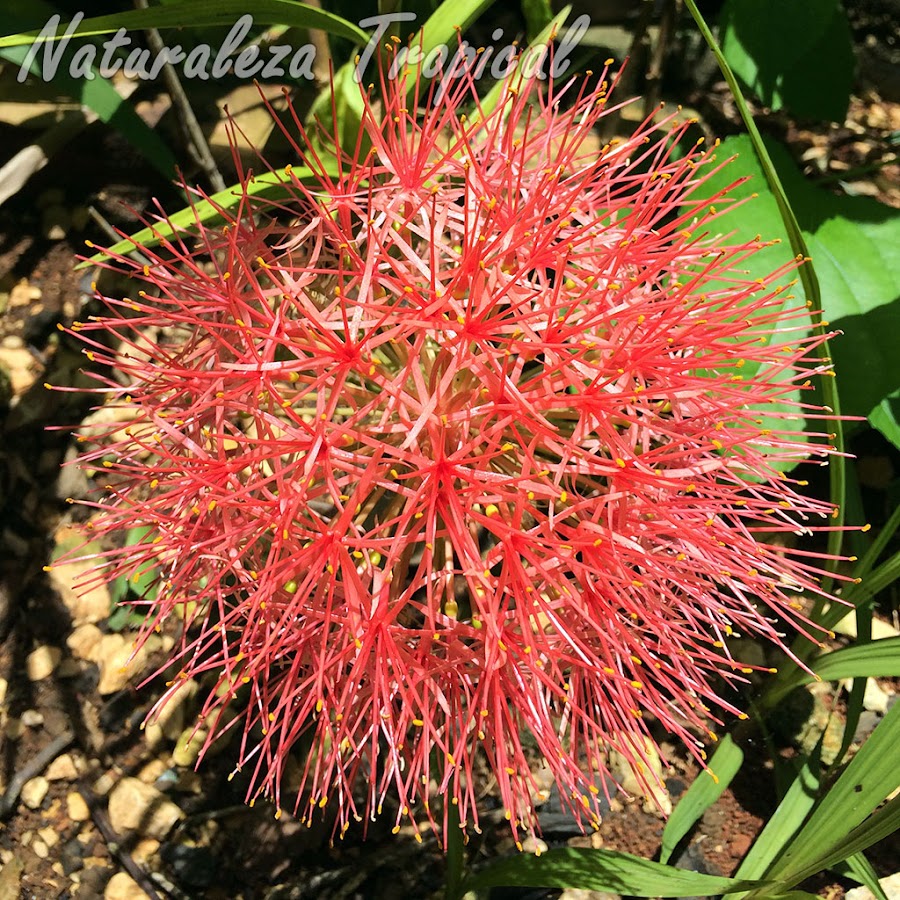 Inflorescencia típica de la planta Scadoxus multiflorus