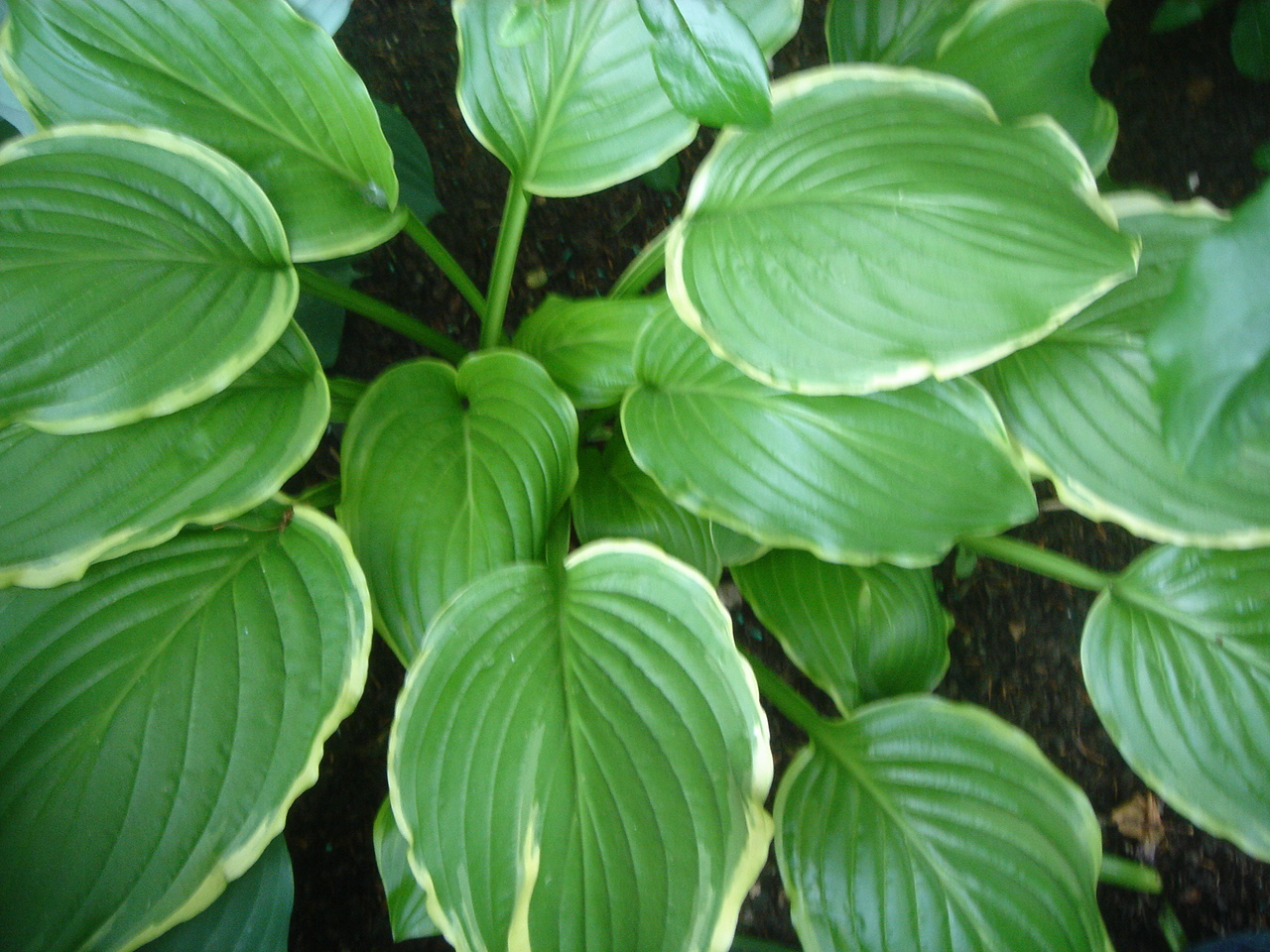 PPP Hostahave Dagens Hosta Sugar and Cream