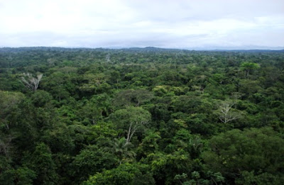 Amazon tropical rainforest biome