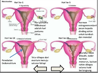 cara mengobati penebalan dinding rahim dengan obat herbal