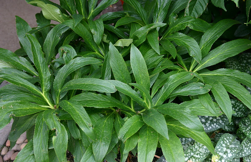 PLANTS THAT STAY GREEN THROUGH THE FALL Sowing the Seeds