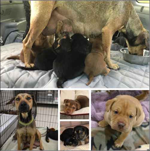 Jacksonville Humane Society seeks donations for dog and her 12 puppies