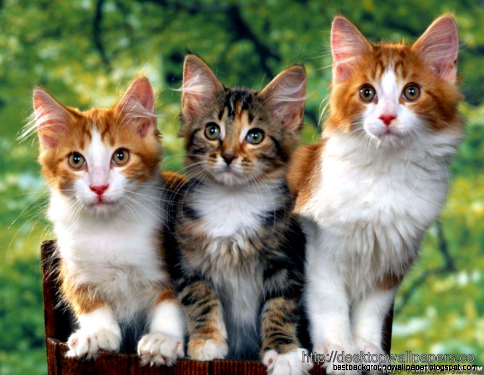 Beautiful Creatures Sccene Wallpaper   Desktop Wallpapers Free