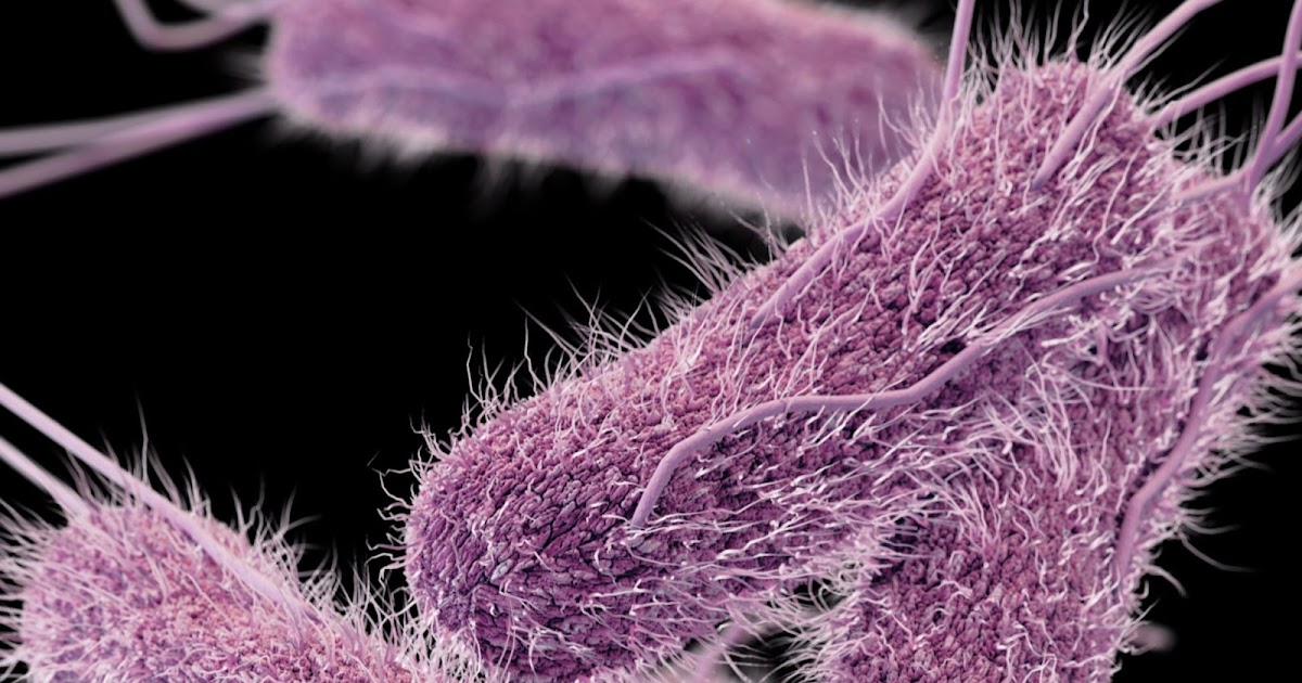 Food Borne Disease General characteristics of salmonella species