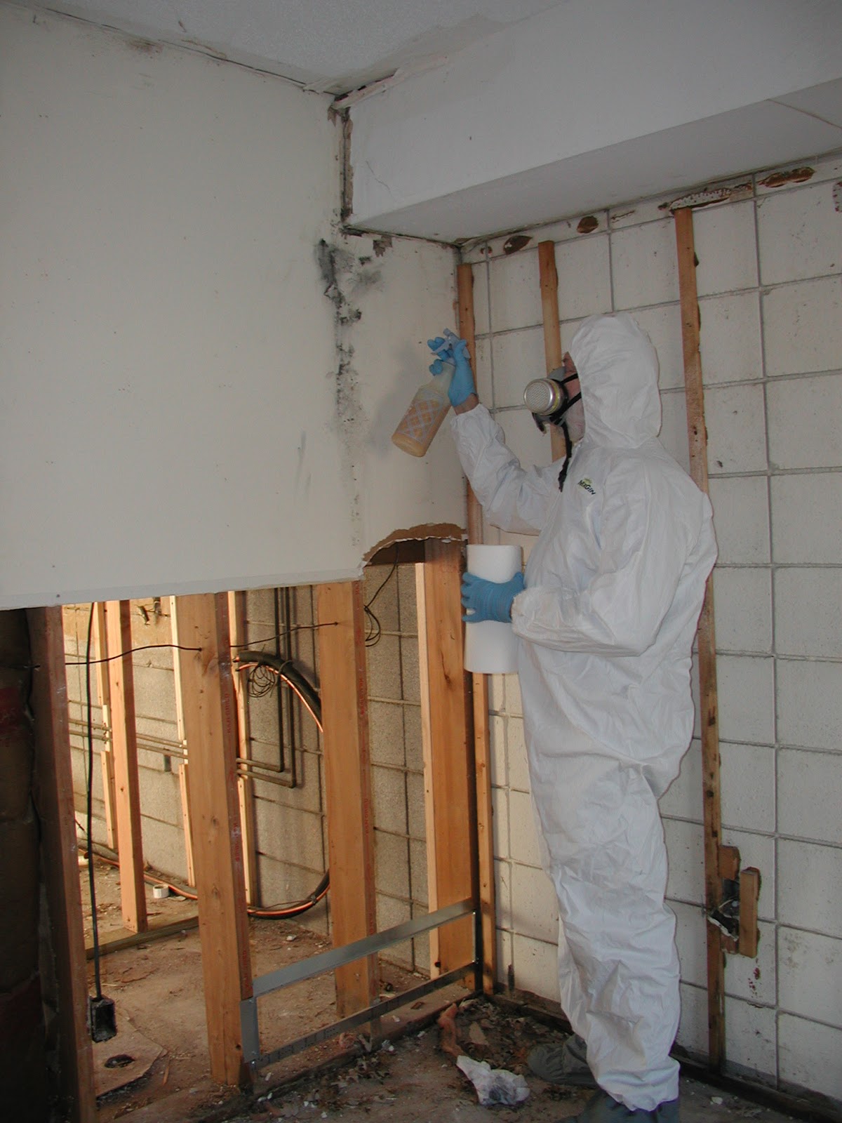 profesional Fixes Fixing Hidden Mold Suffering Edwardville Begins Today