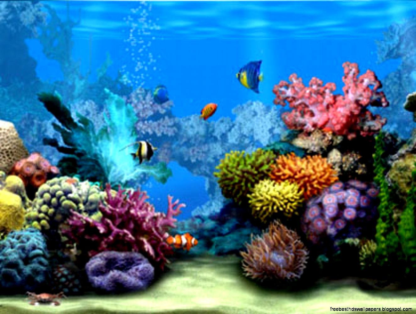C Reef HD Wallpaper   C Reef PhotosNew Wallpapers