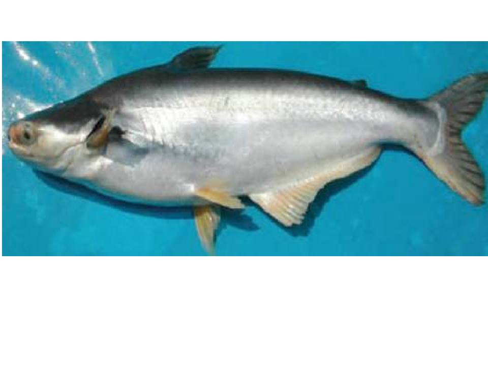 Ikan patin berkembang biak dengan cara
