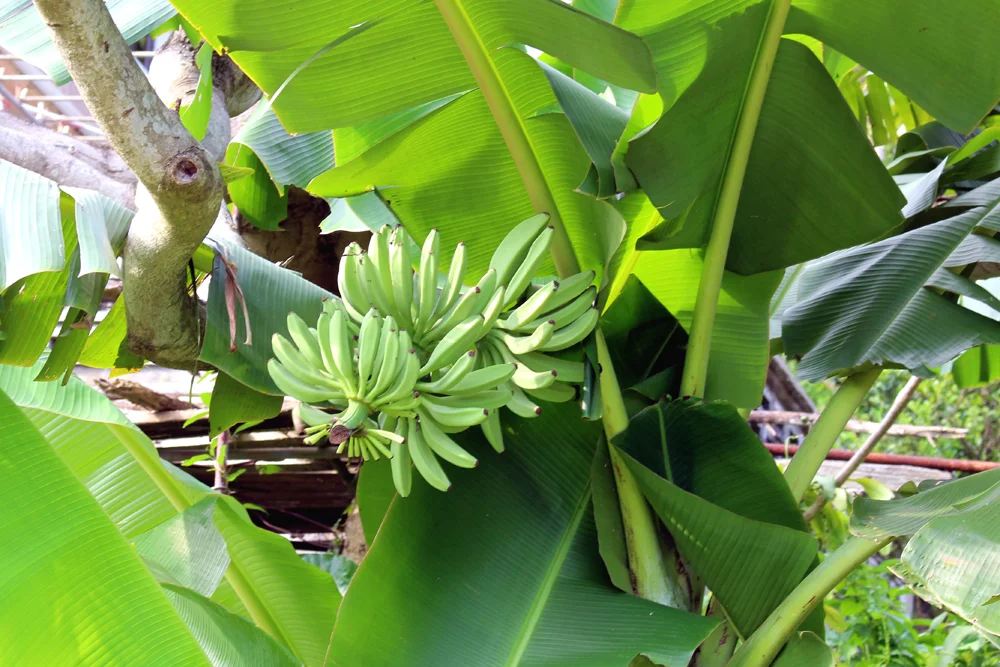 Banana trees on Lamma Island | Hong Kong travel blog | lifestyle blogger
