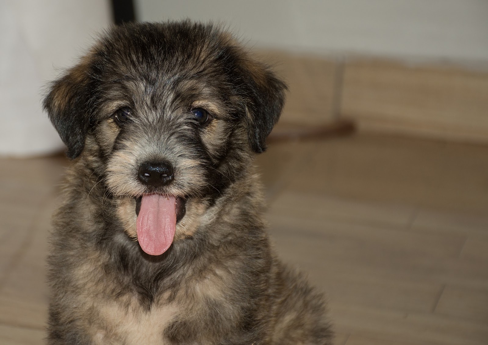 The Loudoun Pet Sitting Company Professional Pet Sitting & Dog Walking