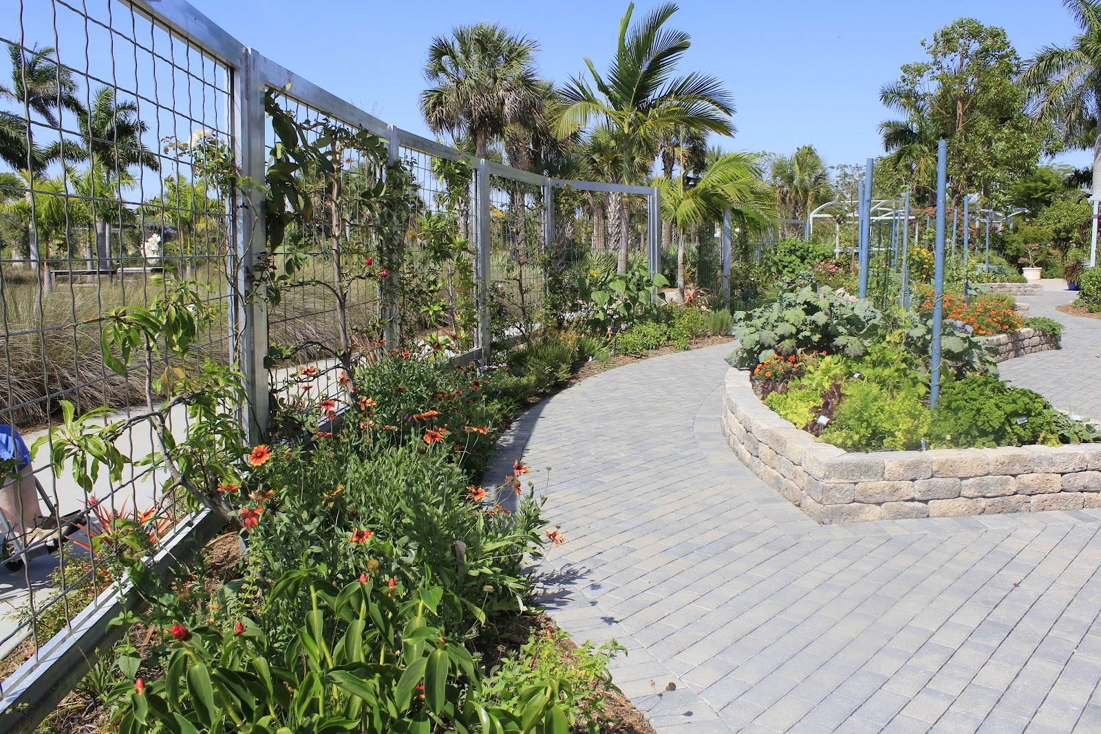 figs flowers food NAPLES BOTANICAL GARDENS FLORIDA