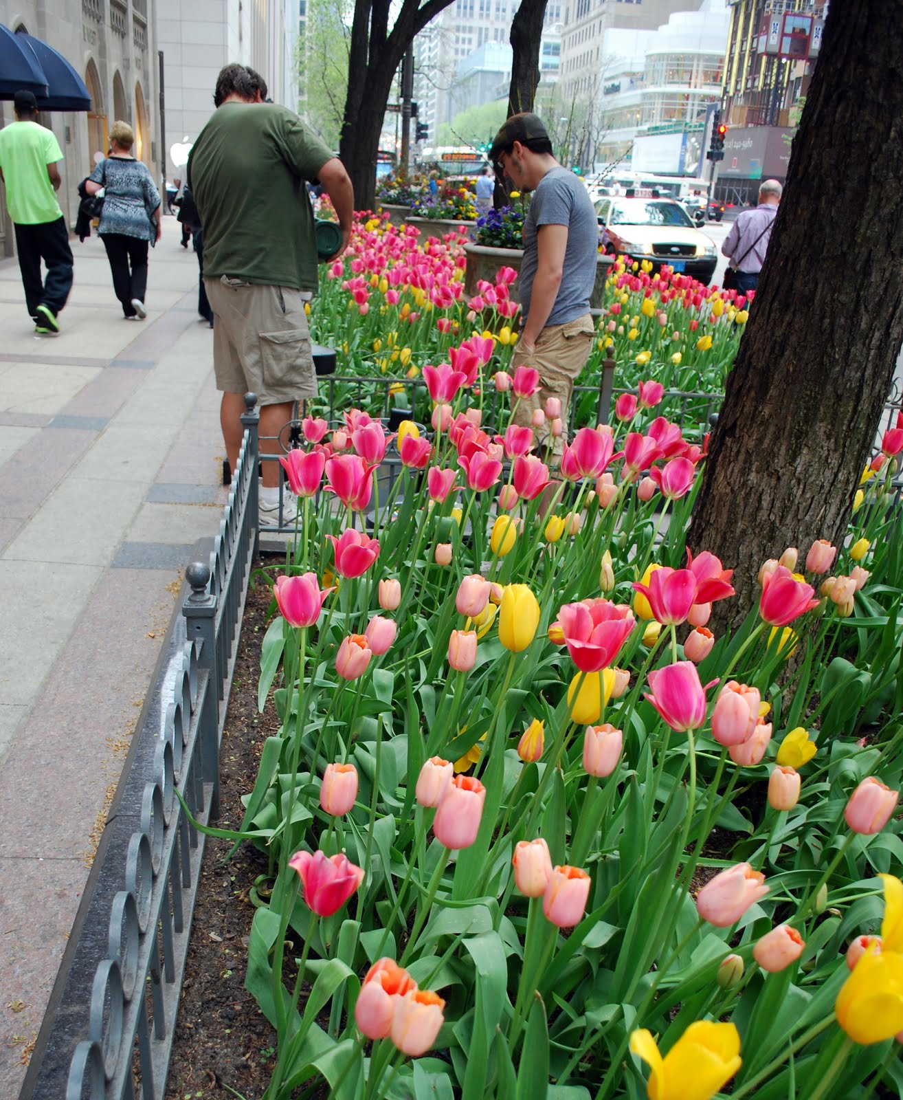 Mille Fiori Favoriti Tulips on Chicago's Magnificent Mile